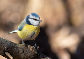 Eurasian blue tit, Cyanistes caeruleus. A bird sits on a branch