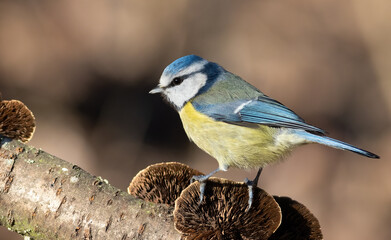 Eurasian blue tit, Cyanistes caeruleus. A bird sits on a mushroom