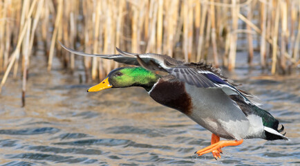 Mallard, Anas platyrhynchos. The male takes off from the surface of the river