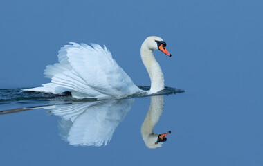 Mute swan, Cygnus olor. In the early morning, a majestic bird floats on the blue waters of the river