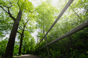 Fototapeta na wymiar park with forest trees. nature green wood sunlight backgrounds.