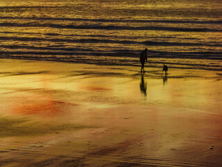 Winter sunrise at the seaside with man and dog