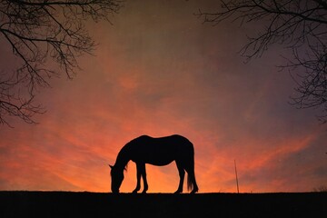 Fototapeta na wymiar horse silhouette in the meadow and beautiful sunset background
