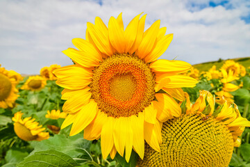 Fleurs de tournesol en gros plan.