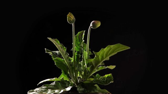 Growing gebera plant with two flowers. Timelapse on a black background.