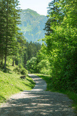 Fototapeta na wymiar Path in the summer forest