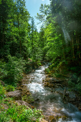 Fototapeta na wymiar Cool stream in summer forest
