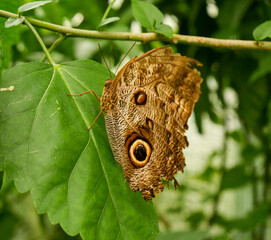 Fototapeta premium Mariposa