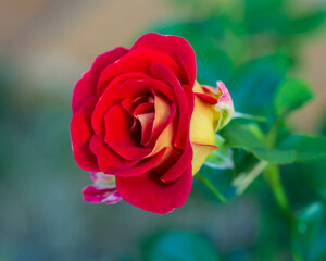 the first bloom to open on the Ketchup and Mustard rose bush