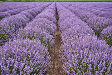 Naklejka na ściany i meble Lavender fields at the summer day, natural color