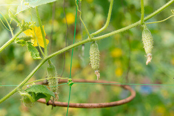 Green fresh cucumbers hang on a plant in the field. Growing vegetables in the garden	