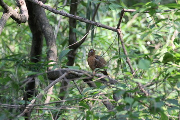 林で見つけたガビチョウ