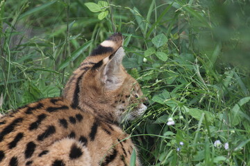 草むらに潜むサーバルキャット