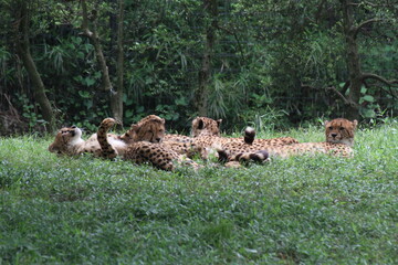 猫の群れにしか見えないチーター達