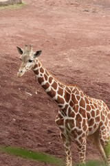 斜め上から見たキリン