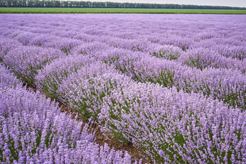 Plakat Lavender fields at the summer day, natural color