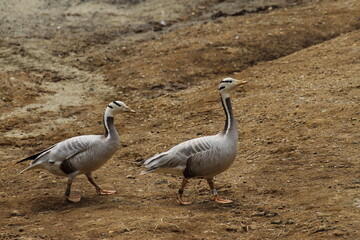 仲良く歩く2羽のインドガン