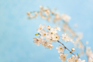 Branches of blossoming cherry macro with soft focus on gentle light blue sky background in sunlight with copy space.