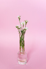 White flowers in a vase on a pink background. Minimalism. Design element.