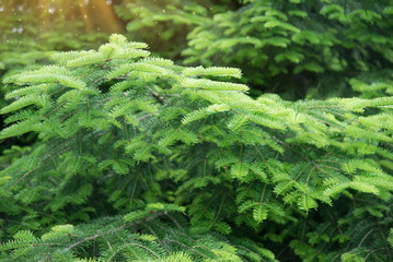 Christmas tree growing outdoors closeup. The concept of New Year wallpaper. fir branches