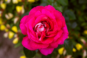 beautiful blooming red rose on a summer day