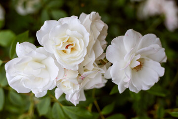 Obraz na płótnie Canvas symbolic blossoming buds of a wild white rose on a summer day,