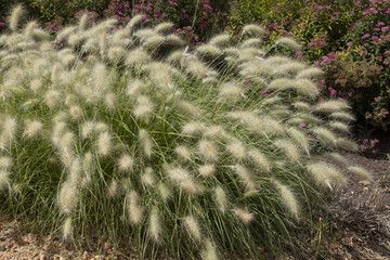 Pennisetum villosum