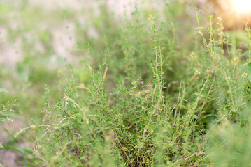 Thyme plant in the garden. Organic fresh herb. Herbaceous plant thyme ordinary. Farming in the village.