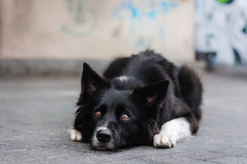 Border collie dog in the city on the bright background