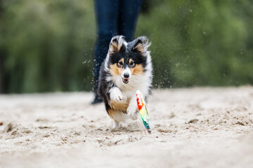 Shetland sheepdog sheltie playing with frisbee disc on the beach 