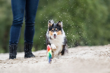 Shetland sheepdog sheltie playing with frisbee disc on the beach 