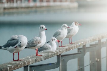 saegulls resting in the seaport