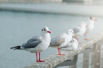 saegulls resting in the seaport