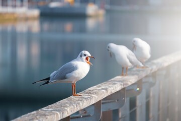saegulls resting in the seaport