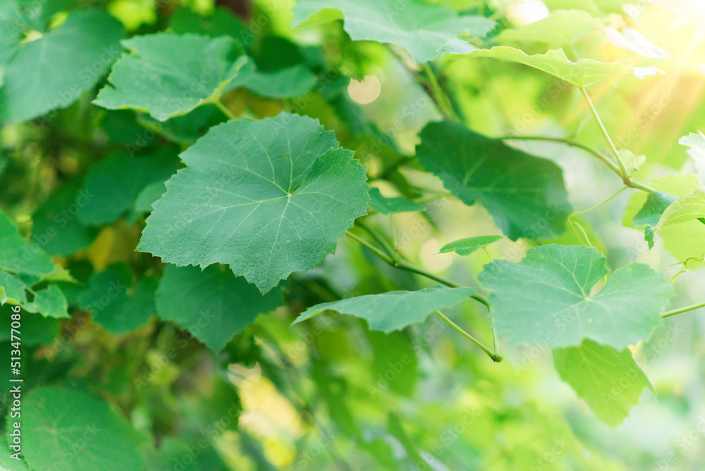 Sticker Grape branches with leaves and sunbeams. plant in nature.	