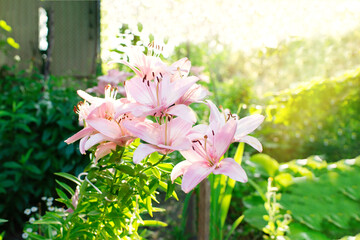 Beautiful lily flower on a background of green leaves. Lily flowers in the garden.