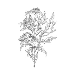 Hand drawn monochrome mustard plant sketch style
