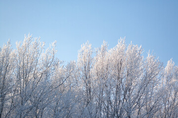Top trees snow covered against blue clear sky. Branches in hoarfrost at sunny winter january day. Wintertime landscape