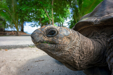 Portrait of an old Aldabra giant tortoise - 513478674