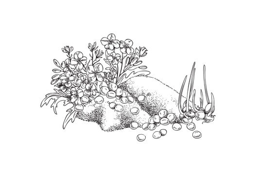 Hand drawn monochrome mustard powder, seeds and flowers, sketch style