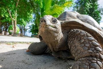 Portrait of an old Aldabra giant tortoise - 513479022