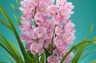 シンビジューム