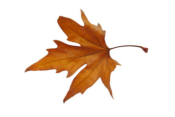 Autumn leaf isolated on white background. Platanus. 
