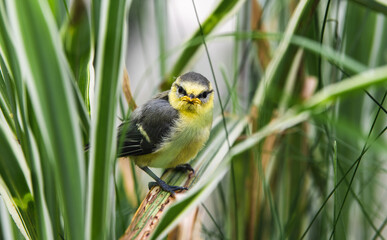 Cyanistes caeruleus - junge Blaumeise (Ästling) sitzt im Schilf