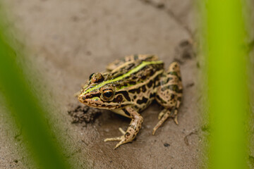 田んぼのカエル