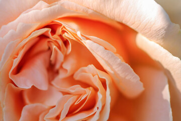 Floral texture with peach rose petals. Background.