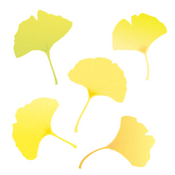 イチョウ Images Browse 26 914 Stock Photos Vectors And Video Adobe Stock