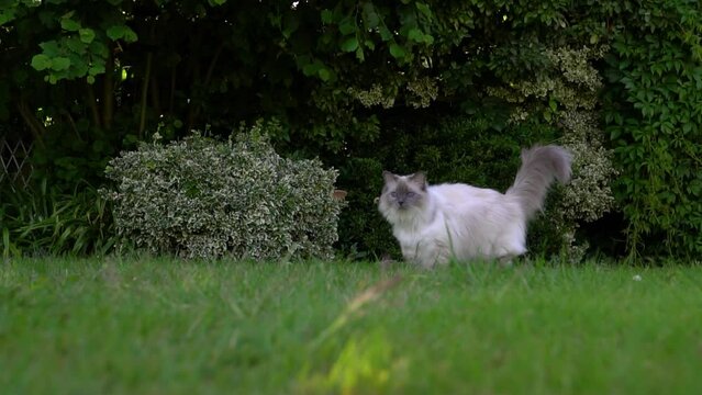 A pedigree ragdoll cat leaps and runs towards the camera. Outside in home garden setting. Slow motion footage of fluffy cute cat