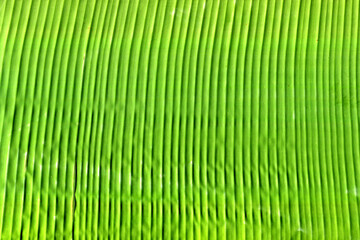 banana leaf background, suitable to be used as background and wallpaper