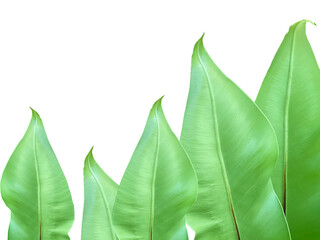Green Leaves of Bird's Nest Fern Isolated on White Background with Copy Space. Clipping path